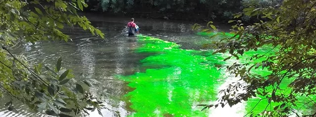 L’Auxance est devenue verte fluo